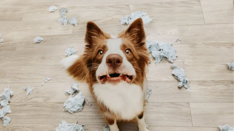 ansiedad por separacion en perros