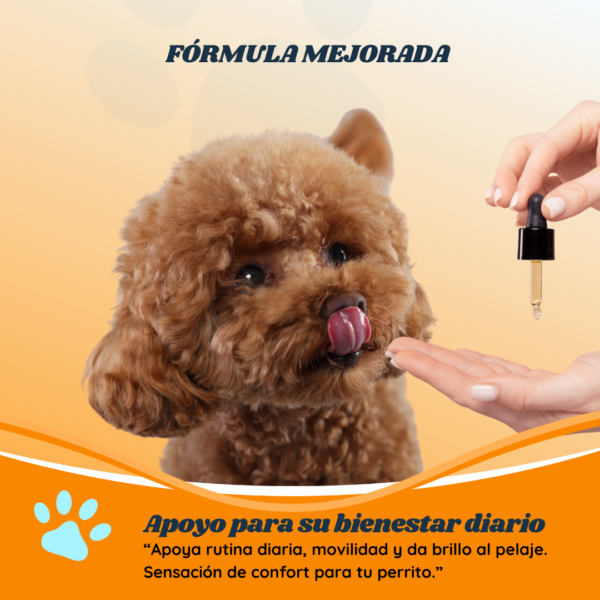 CBD para perros (2) Alphapets Painless