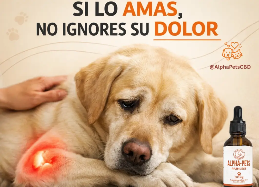 CBD para perros dolor